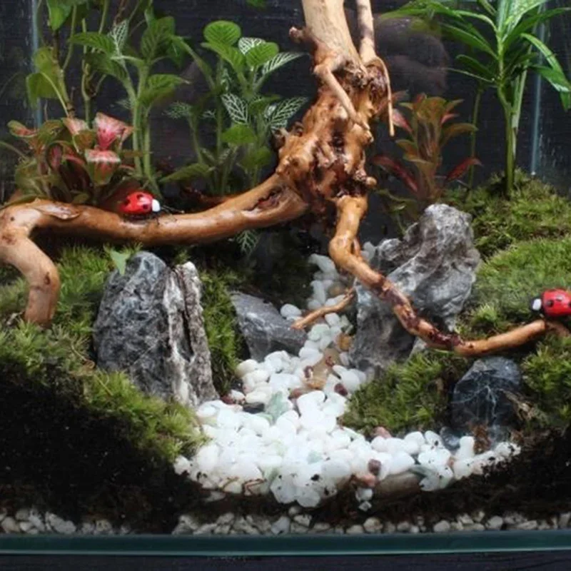 Natural Tree Trunk Driftwood A - Planted Aquarium Media 评论和价格