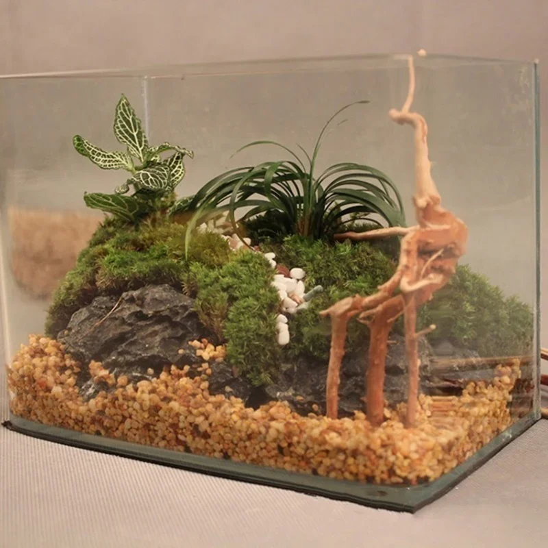 Natural Tree Trunk Driftwood A - Planted Aquarium Media 评论和价格