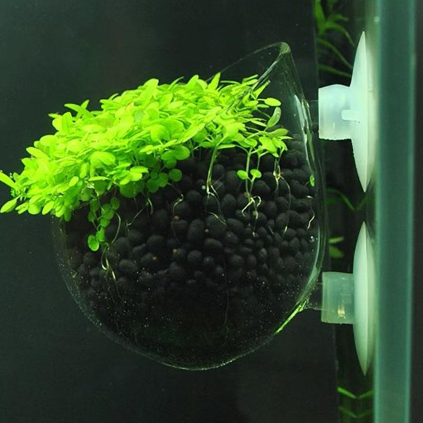 Aquarium Plant Holder Glass Aq - Planted Aquarium Media 评论和价格